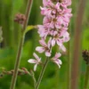 FRANCOA Sonchifolia 'Pink Bouquet' -Garden Grace Store francoa pink bouquet 7110168 2