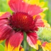 GAILLARDIA X Grandiflora 'Dazzler' -Garden Grace Store gaillardia dazzler 052887