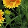 GAILLARDIA 'ST. Clements' (Oranges And Lemons) PBR -Garden Grace Store gaillardia st