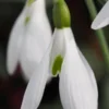GALANTHUS 'Atkinsii' -Garden Grace Store galanthus atkinsii 2
