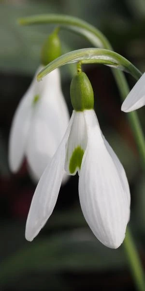 GALANTHUS 'Atkinsii' 3 GALANTHUS 'Atkinsii'