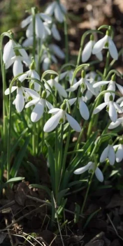 GALANTHUS 'Atkinsii' 7 GALANTHUS 'Atkinsii' -Garden Grace Store galanthus atkinsii 2130714