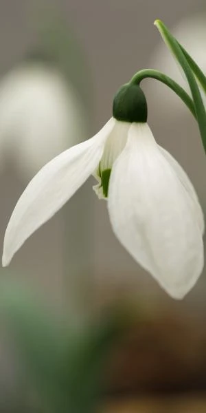 GALANTHUS Elwesii 'Helen Tomlinson' 4 GALANTHUS Elwesii 'Helen Tomlinson' - Image 2
