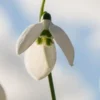 GALANTHUS Elwesii 'Helen Tomlinson' -Garden Grace Store galanthus elwesii helen tomlinson 1150046