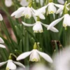 GALANTHUS Nivalis 1 GALANTHUS Nivalis -Garden Grace Store galanthus nivalis 2250082