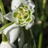 GALANTHUS Nivalis F. Pleniflorus 'Flore Pleno' -Garden Grace Store galanthus nivalis f 2