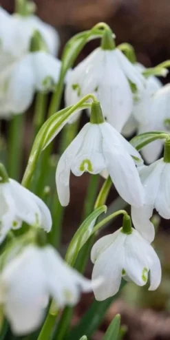 GALANTHUS Nivalis F. Pleniflorus 'Flore Pleno' -Garden Grace Store galanthus nivalis flore plena web 2100264