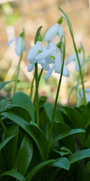 GALANTHUS Woronowii 4 GALANTHUS Woronowii - Image 2