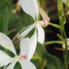 OENOTHERA Lindheimeri (G) -Garden Grace Store gaura lindheimeri