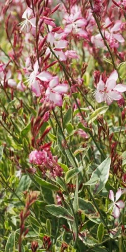 OENOTHERA Lindheimeri Freefolk Rosy ('Harrfolk') (G/v) 7 OENOTHERA Lindheimeri Freefolk Rosy ('Harrfolk') (G/v) -Garden Grace Store gaura lindheimeri freefolk rosy 7070005