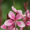 OENOTHERA Rosy Shimmers ('Harshim' PBR) (G) -Garden Grace Store gaura rosy shimmers 7130344 2
