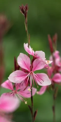 OENOTHERA Rosy Shimmers ('Harshim' PBR) (G)