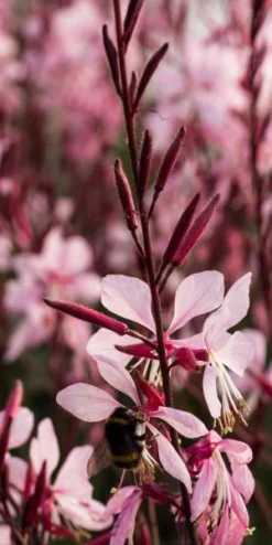 OENOTHERA Rosy Shimmers ('Harshim' PBR) (G) -Garden Grace Store gaura rosy shimmers 9240057 4