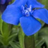GENTIANA Verna -Garden Grace Store gentiana verna 3240089