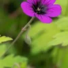 GERANIUM 'Ann Folkard'