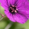 GERANIUM 'Anne Thomson'