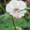 GERANIUM X Cantabrigiense 'Biokovo' -Garden Grace Store geranium cantabrigiense biokova
