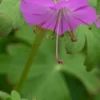 GERANIUM Dalmaticum -Garden Grace Store geranium dalmaticum 5010187