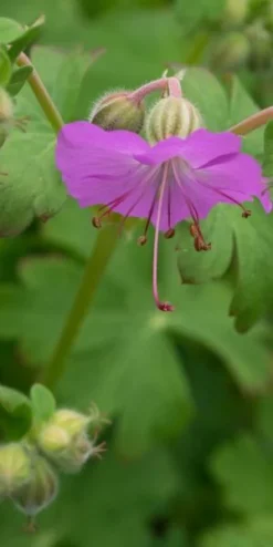 GERANIUM Dalmaticum