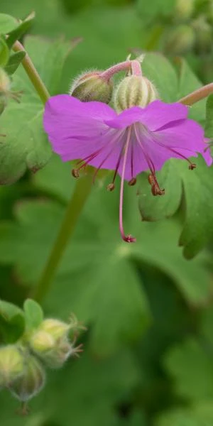 GERANIUM Dalmaticum 3 GERANIUM Dalmaticum