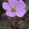GERANIUM 'Dusky Rose' -Garden Grace Store geranium dusky rose 290269 3