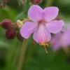 GERANIUM Macrorrhizum 'Ingwersen's Variety' -Garden Grace Store geranium macrorrhizum ingwersen s variety 4272264