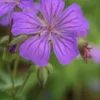 GERANIUM Maculatum -Garden Grace Store geranium maculatum 4252137 3