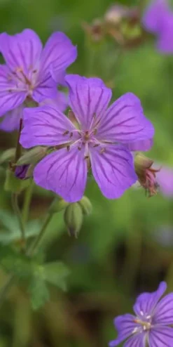 GERANIUM Maculatum