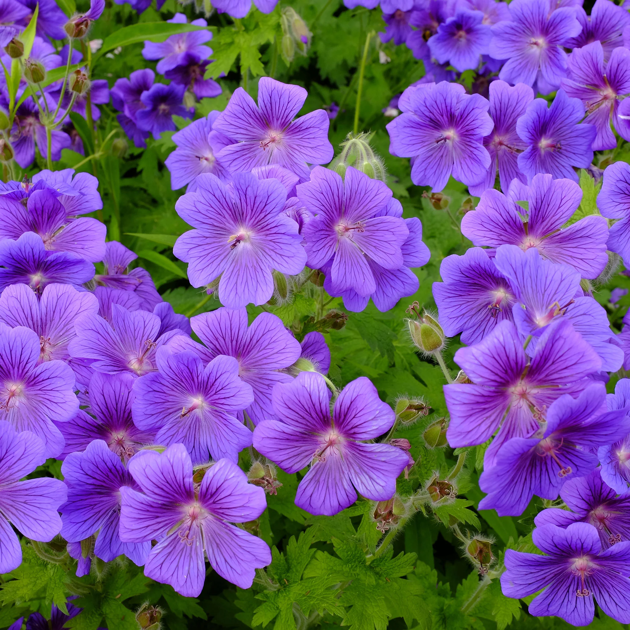Garden Grace Store -Garden Grace Store geranium magnificum shk 1 883a479f 584a 447e 9f2f 020408906350