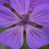 GERANIUM Malviflorum -Garden Grace Store geranium malviflorum 4252142