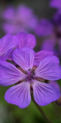 GERANIUM Malviflorum -Garden Grace Store geranium malviflorum 4252144 2