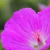 GERANIUM Sanguineum 'Max Frei' -Garden Grace Store geranium max frei