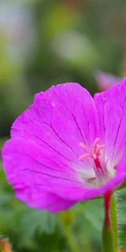 GERANIUM Sanguineum 'Max Frei'
