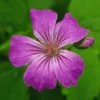 GERANIUM Nodosum -Garden Grace Store geranium nodosum 2