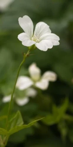 GERANIUM Nodosum 'Silverwood'