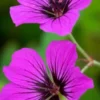 GERANIUM 'Patricia' -Garden Grace Store geranium patricia web