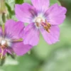 GERANIUM Phaeum 'Alec's Pink' -Garden Grace Store geranium phaeum alec s pink web