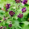 GERANIUM Phaeum 'Joseph Green' -Garden Grace Store geranium phaeum joseph green 5240234