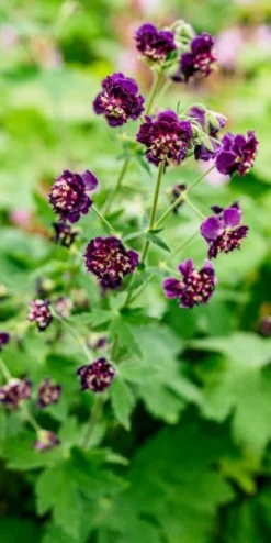 GERANIUM Phaeum 'Joseph Green'