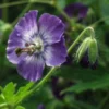 GERANIUM Phaeum Lilac -Garden Grace Store geranium phaeum lilac