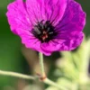 GERANIUM Psilostemon -Garden Grace Store geranium psilosetemon 1 web