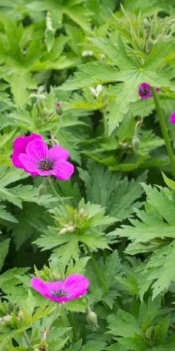 GERANIUM Psilostemon -Garden Grace Store geranium psilostemon 5250008 3