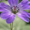 GERANIUM Pyrenaicum 'Isparta' -Garden Grace Store geranium pyrenaicum isparta 2240298 5