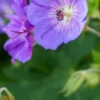 GERANIUM 'Rozanne' PBR -Garden Grace Store geranium rozanne web 2