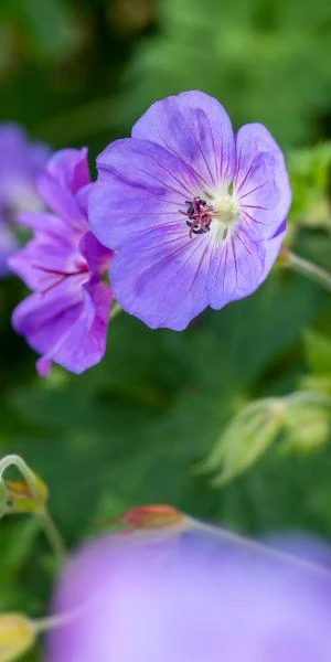 GERANIUM 'Rozanne' PBR 3 GERANIUM 'Rozanne' PBR