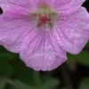 GERANIUM Sanguineum Var. Striatum 2 GERANIUM Sanguineum Var. Striatum -Garden Grace Store geranium sanguineum striatum 290255