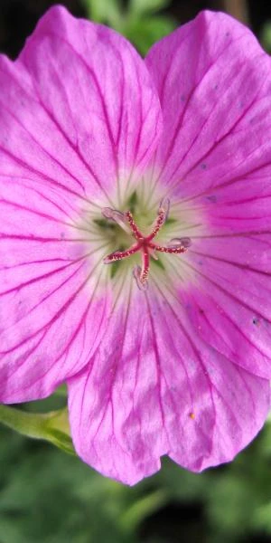 GERANIUM 'Sheilah Hannay' 3 GERANIUM 'Sheilah Hannay'