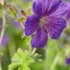 GERANIUM X Magnificum -Garden Grace Store geranium x magnificum 6170475