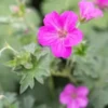 GERANIUM X Riversleaianum 'Russell Prichard' -Garden Grace Store geranium x riversleaianum russell prichard 6240614