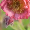 GEUM 'Bell Bank' -Garden Grace Store geum bell bank 4232076
